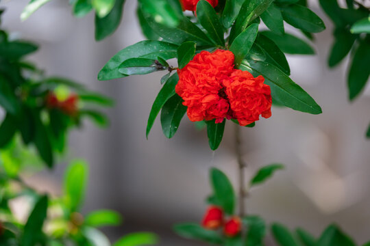 枝头石榴花
