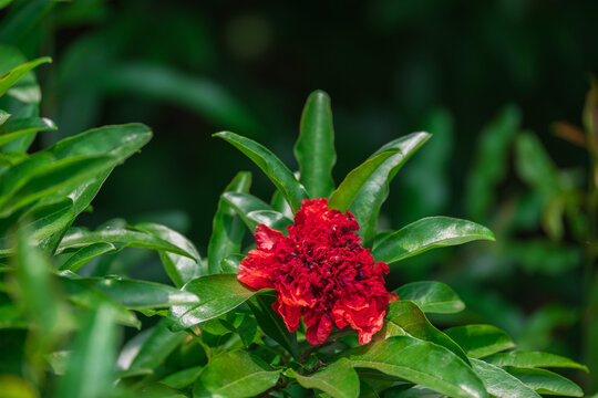 石榴花开