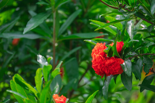 石榴花