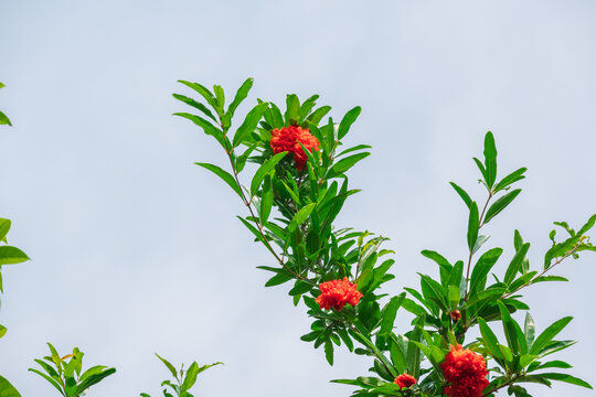 枝头石榴花