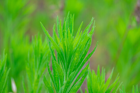 艾草特写