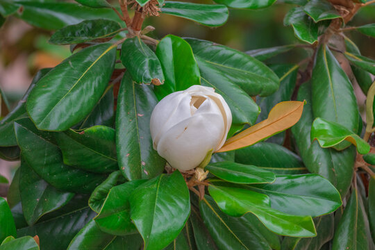 玉兰花开