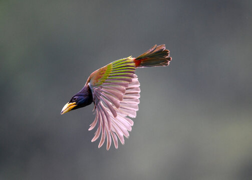 飞翔的大拟啄木鸟