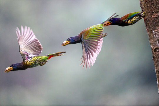 飞翔的大拟啄木鸟