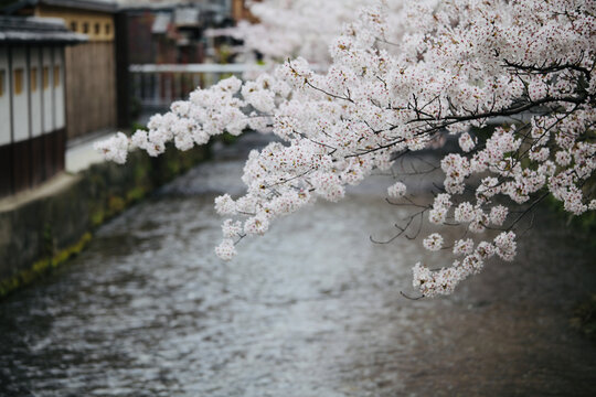 盛开的樱花和河流
