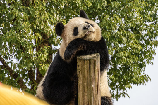 大熊猫肖像照片