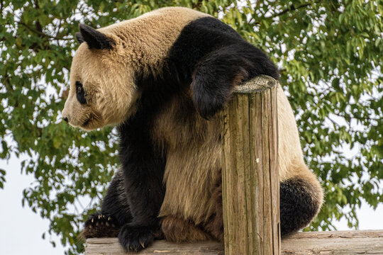 大熊猫肖像照片