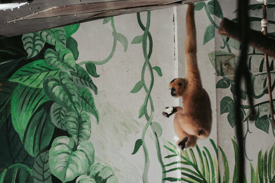 动物园里的长臂猿吊挂照片
