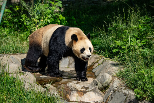 卧龙大熊猫苑神树坪基地熊猫
