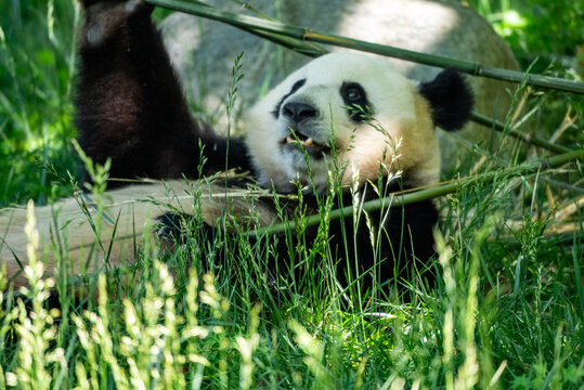 卧龙大熊猫基地熊猫