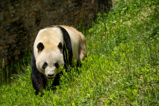 卧龙中华大熊猫苑神树坪基地熊猫