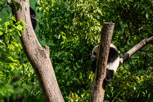 卧龙大熊猫苑神树坪基地熊猫