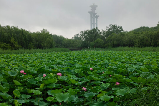 北京奥林匹克森林公园湿地风光