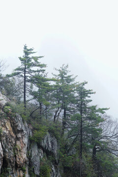 悬崖上的松树