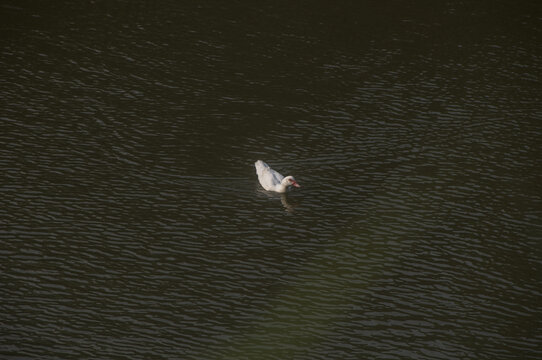 水中白鸭子