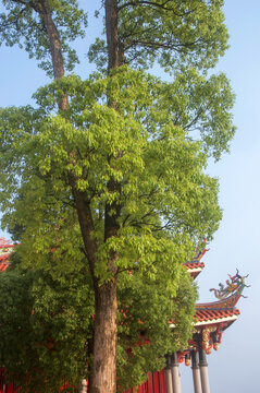 樟树树干树叶