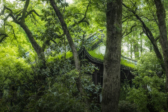 杭州虎跑密林中的中式房屋