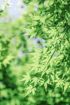 阳光下嫩绿的槭树叶片
