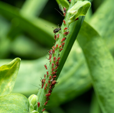植物上昆虫蚜虫特写镜头