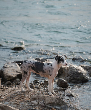 狗站在水边岩石上的侧视图