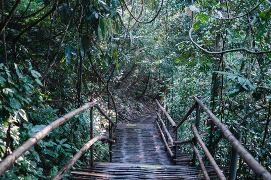 森林中树木丛中的空步道