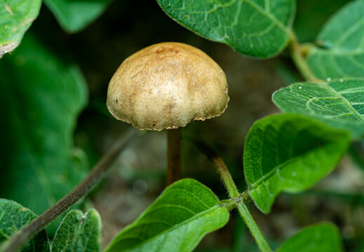 植物中生长的蘑菇特写镜头