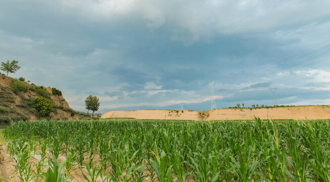 土地玉米种植