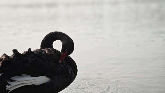 黑天鹅梳理羽毛特写湖边风景