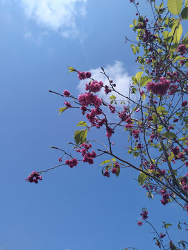 蓝天白云下盛开的樱花