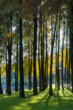 树林中阳光透过树木的低角度视图