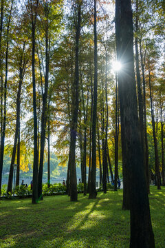 树林中阳光透过树木的低角度视图