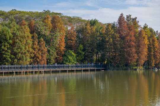 秋天湖边的落羽杉树