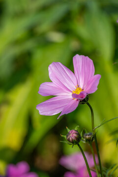 粉紫色波斯菊开花植物特写镜头