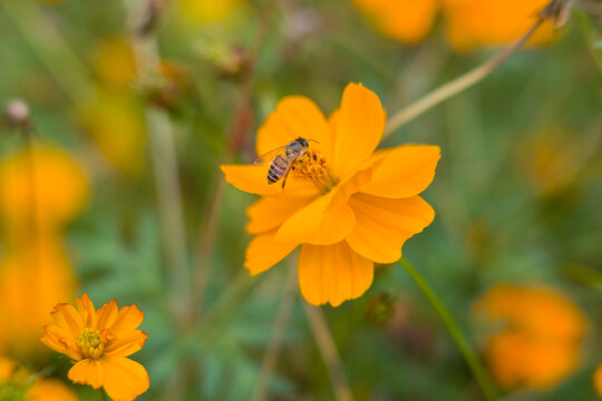 蜜蜂在波斯菊花上授粉的特写镜头