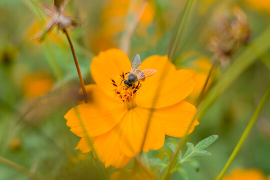蜜蜂在波斯菊花上授粉的特写镜头