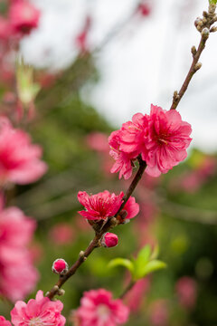 粉红色植物梅花开花特写镜头