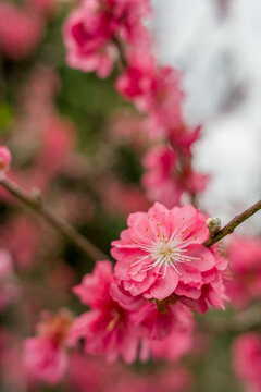 粉红色植物梅花开花特写镜头