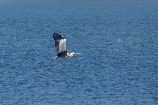 湖面展翅飞翔的苍鹭白鹭