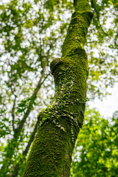 长满苔藓的树干树木低角度视图