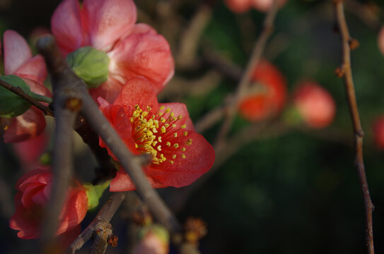 桃花