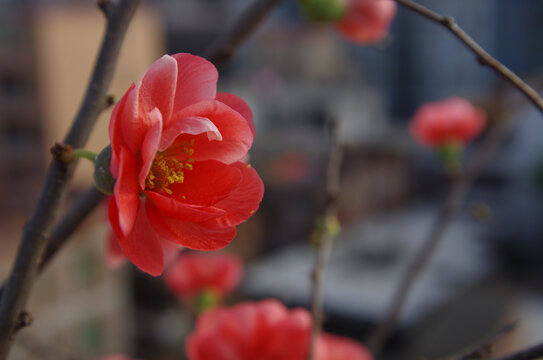 桃花