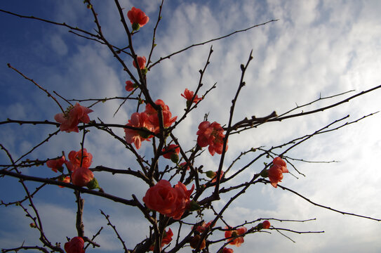 桃花