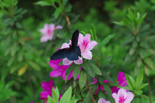 芍药花