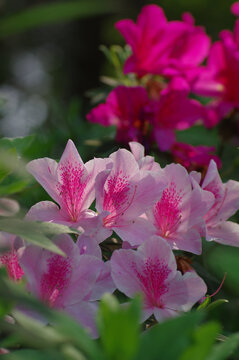 芍药花