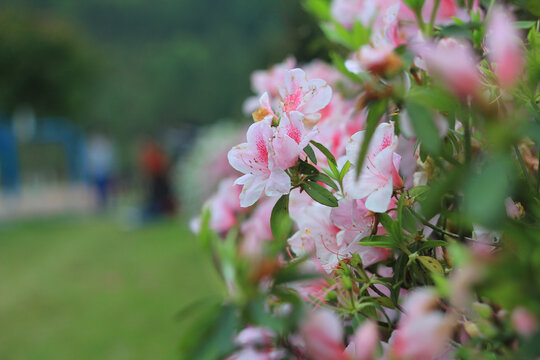 杜鹃花