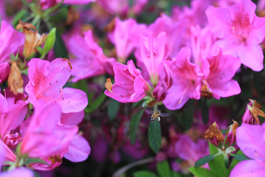 杜鹃花
