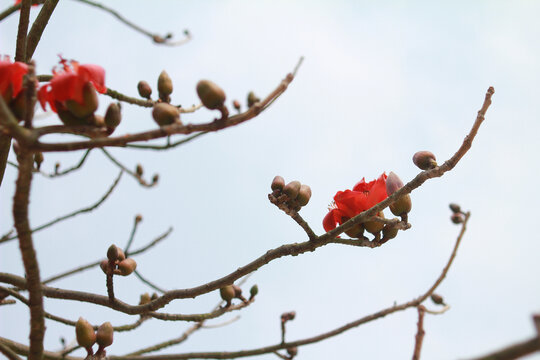 木棉花