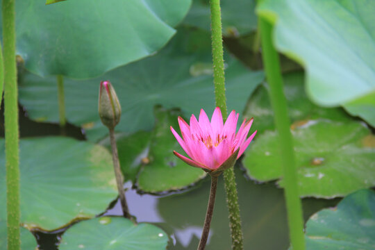 荷花