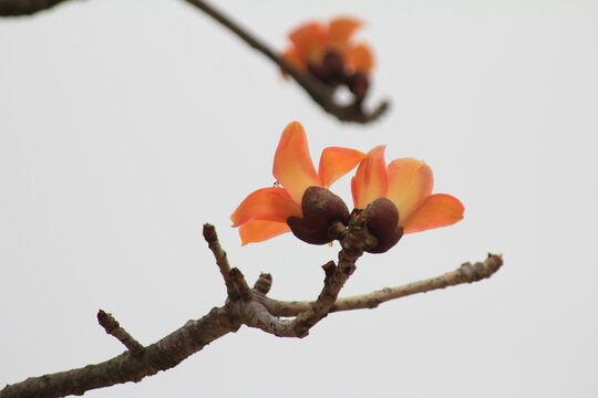 木棉花