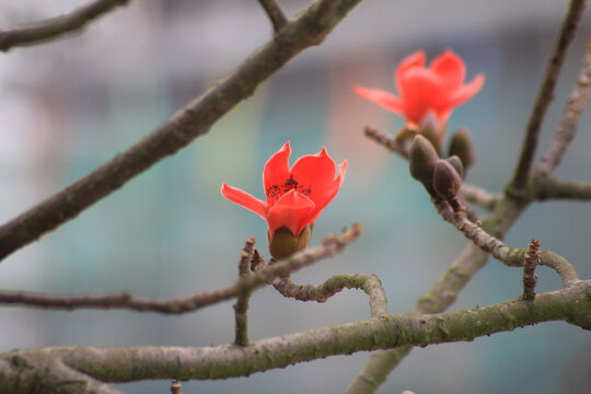 木棉花